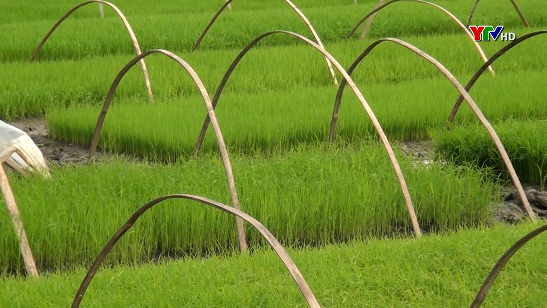 Lục Yên phấn đấu hoàn thành gieo cấy 3.600 ha lúa mùa
