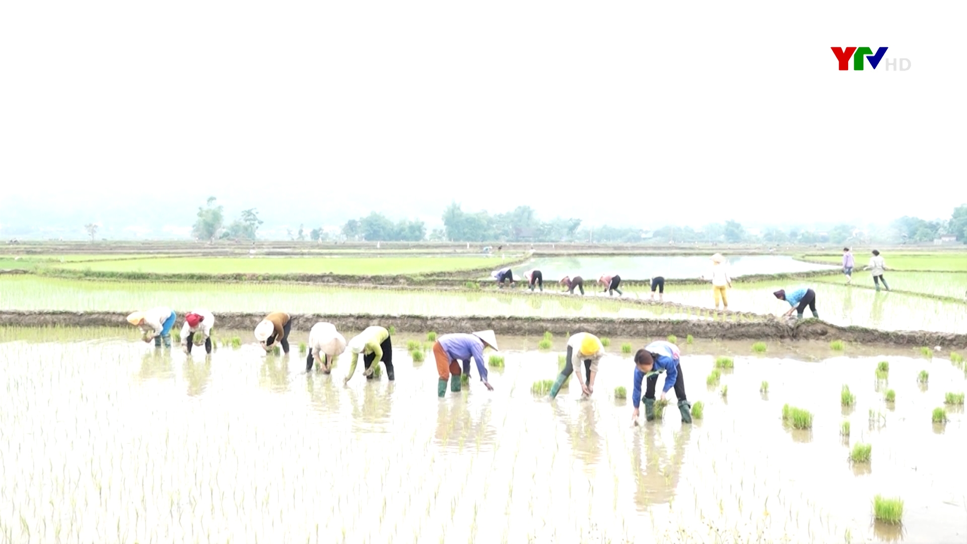 Thị xã Nghĩa Lộ gieo cấy được 1250 ha lúa mùa