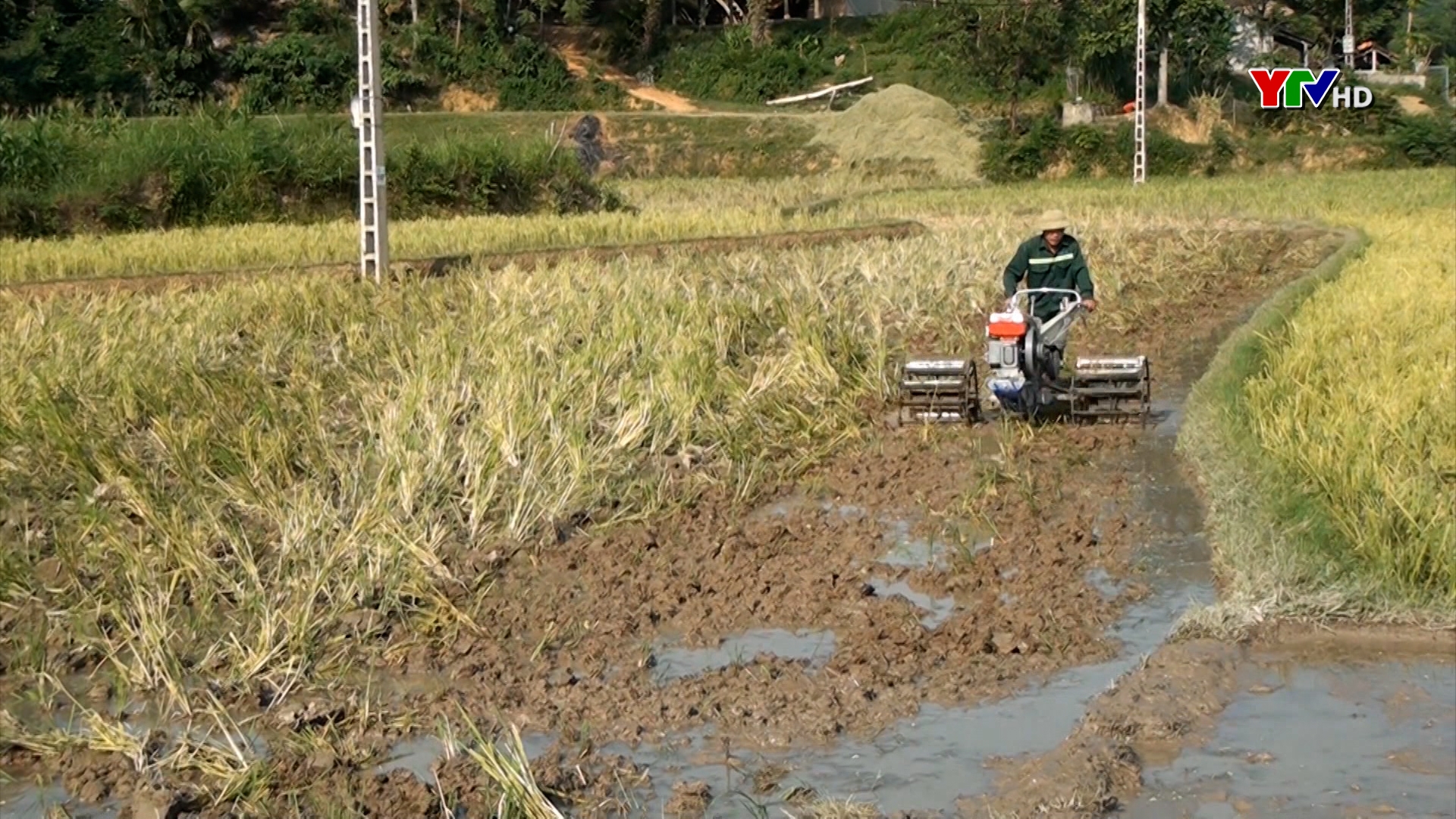 Huyện Yên Bình phấn đấu gieo cấy 2.220 ha lúa hè thu
