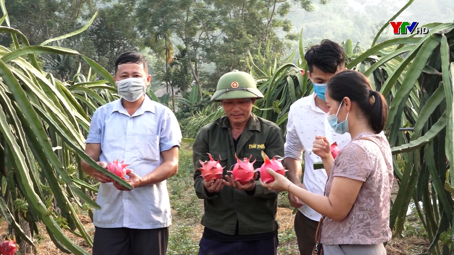 Trồng thanh long ruột đỏ - Hướng phát triển kinh tế mới của nông dân Lục Yên