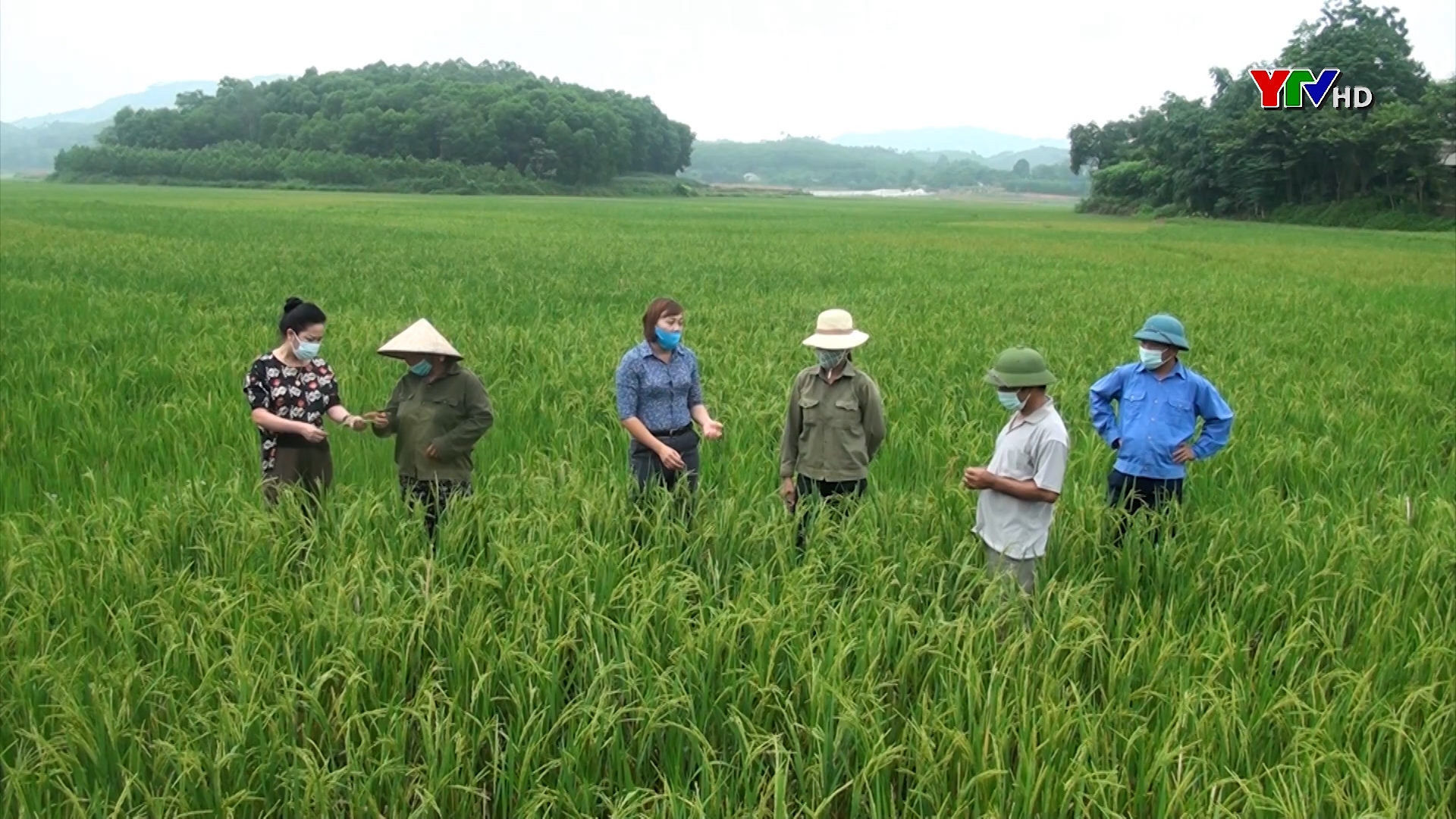 Huyện Yên Bình triển khai mô hình canh tác lúa tái sinh tại xã Mông Sơn