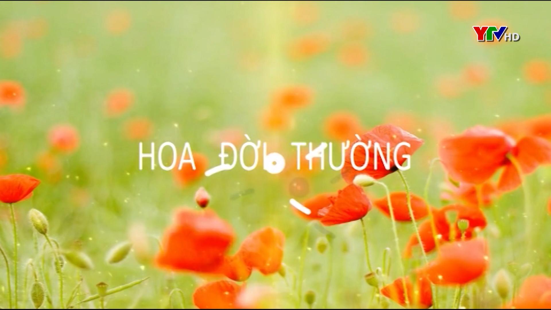 Đàm Văn Việt với khát vọng đưa lạc đỏ vươn xa