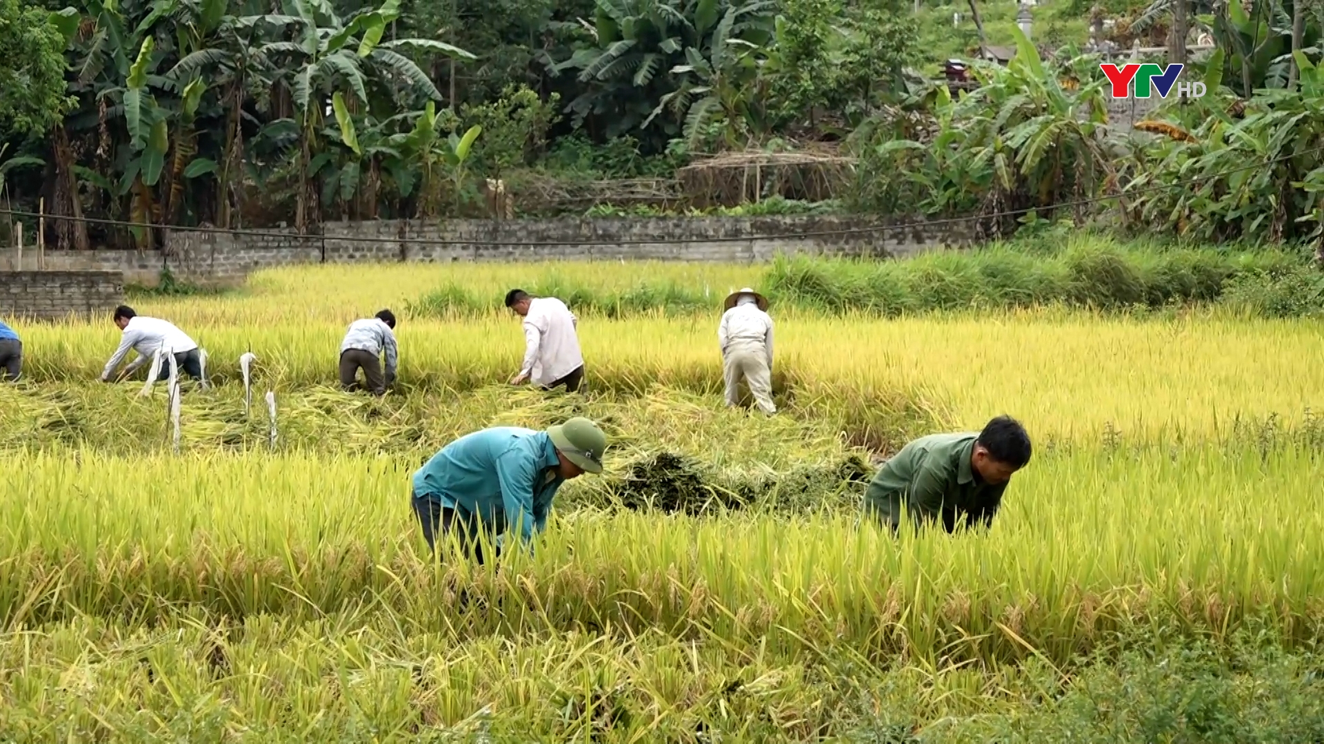 Nông dân huyện Lục Yên tập trung thu hoạch lúa xuân