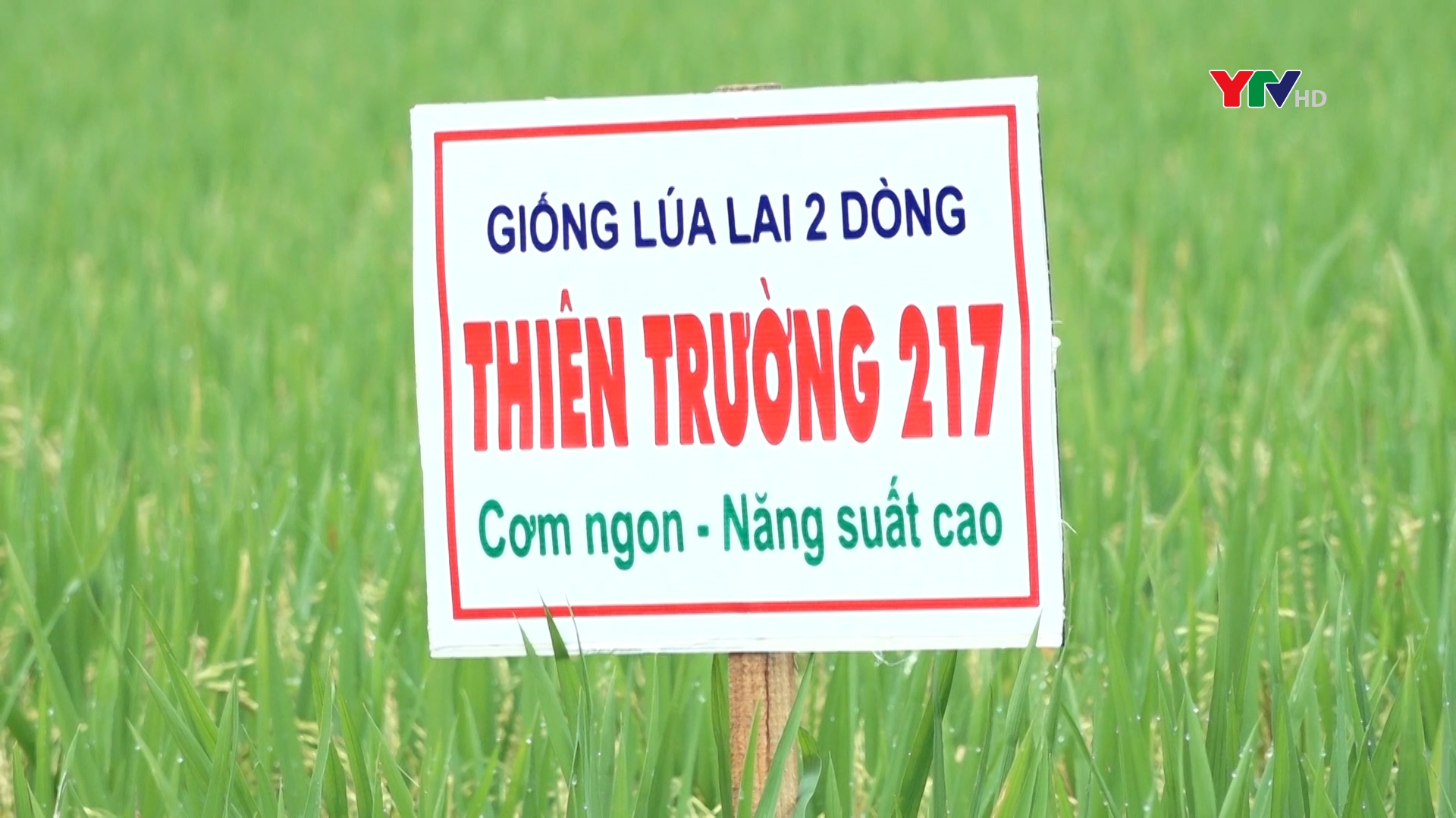 Huyện Lục Yên đánh giá mô hình khảo nghiệm giống lúa lai 2 dòng Thiên Trường 217 tại xã Lâm Thượng