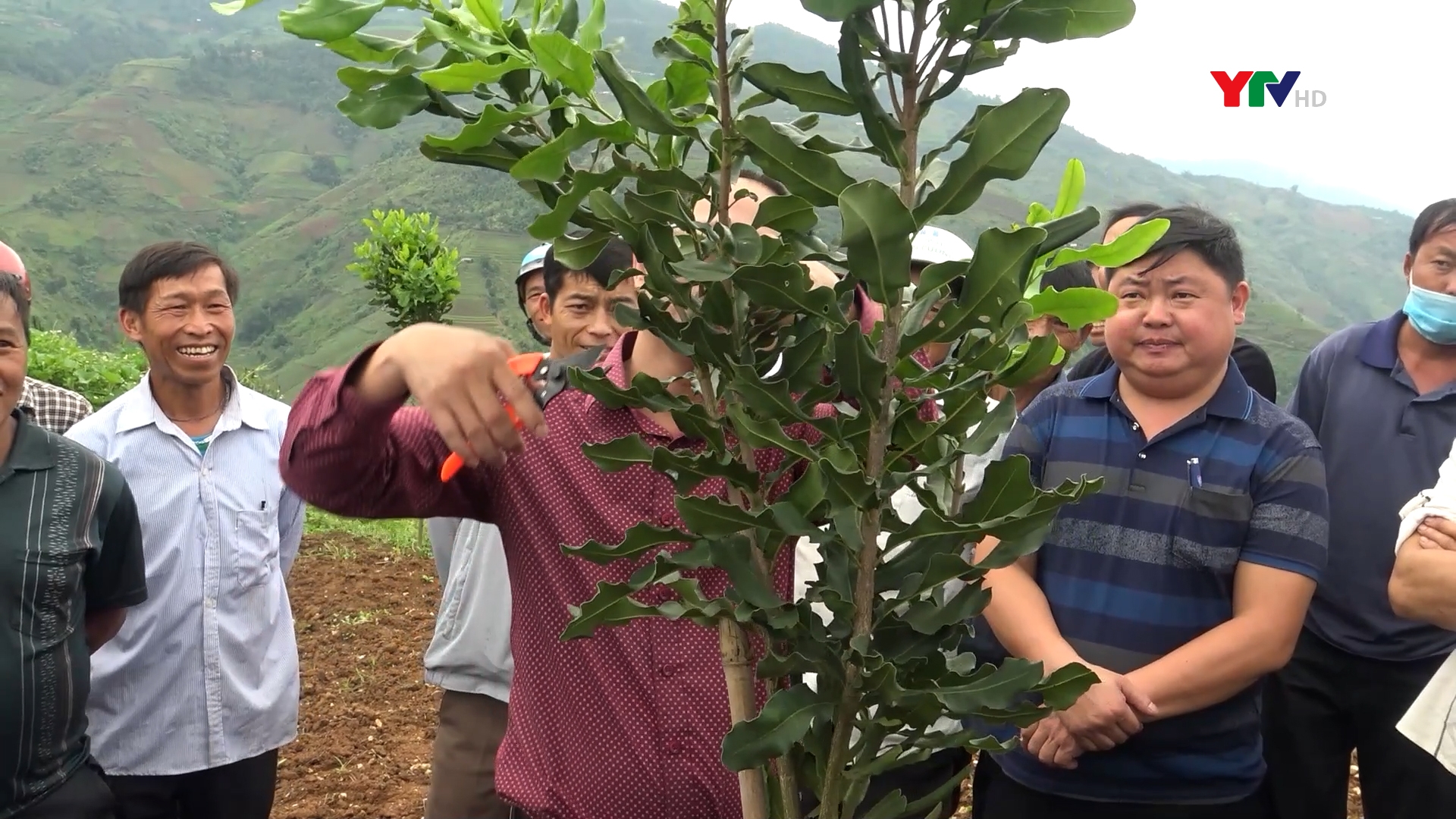 Tập huấn trồng, chăm sóc cây mắc ca tại xã Khao Mang, huyện Mù Cang Chải