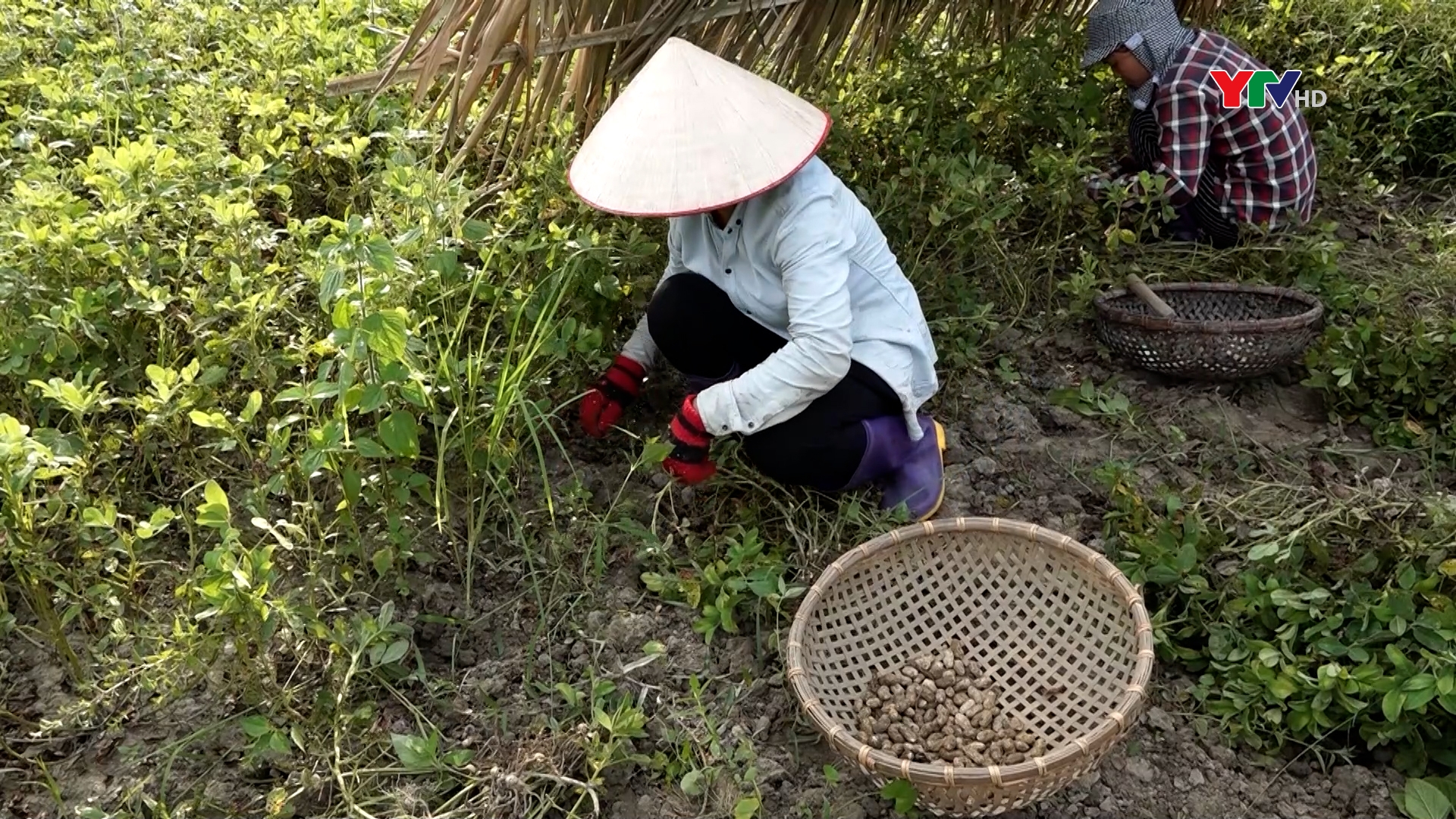 Nông dân huyện Lục Yên tập trung thu hoạch lạc xuân