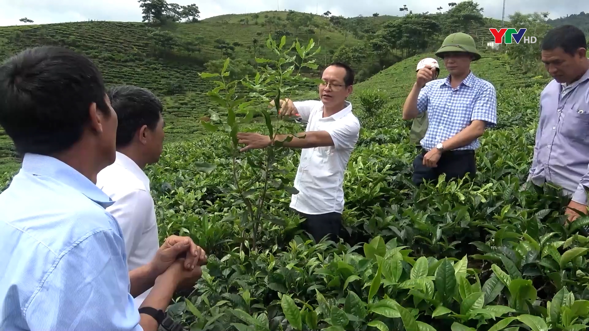 Tiềm năng phát triển cây mắc ca tại 2 huyện Văn Chấn và Mù Cang Chải