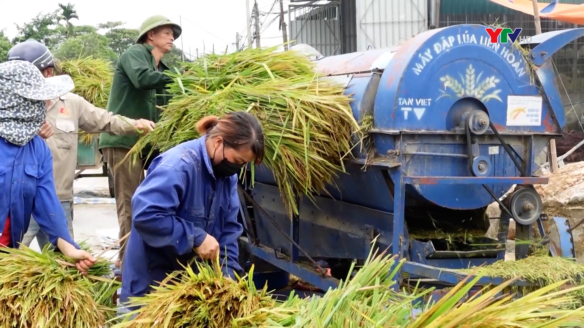 Nông dân huyện Lục Yên khẩn trương thu hoạch lúa đông xuân