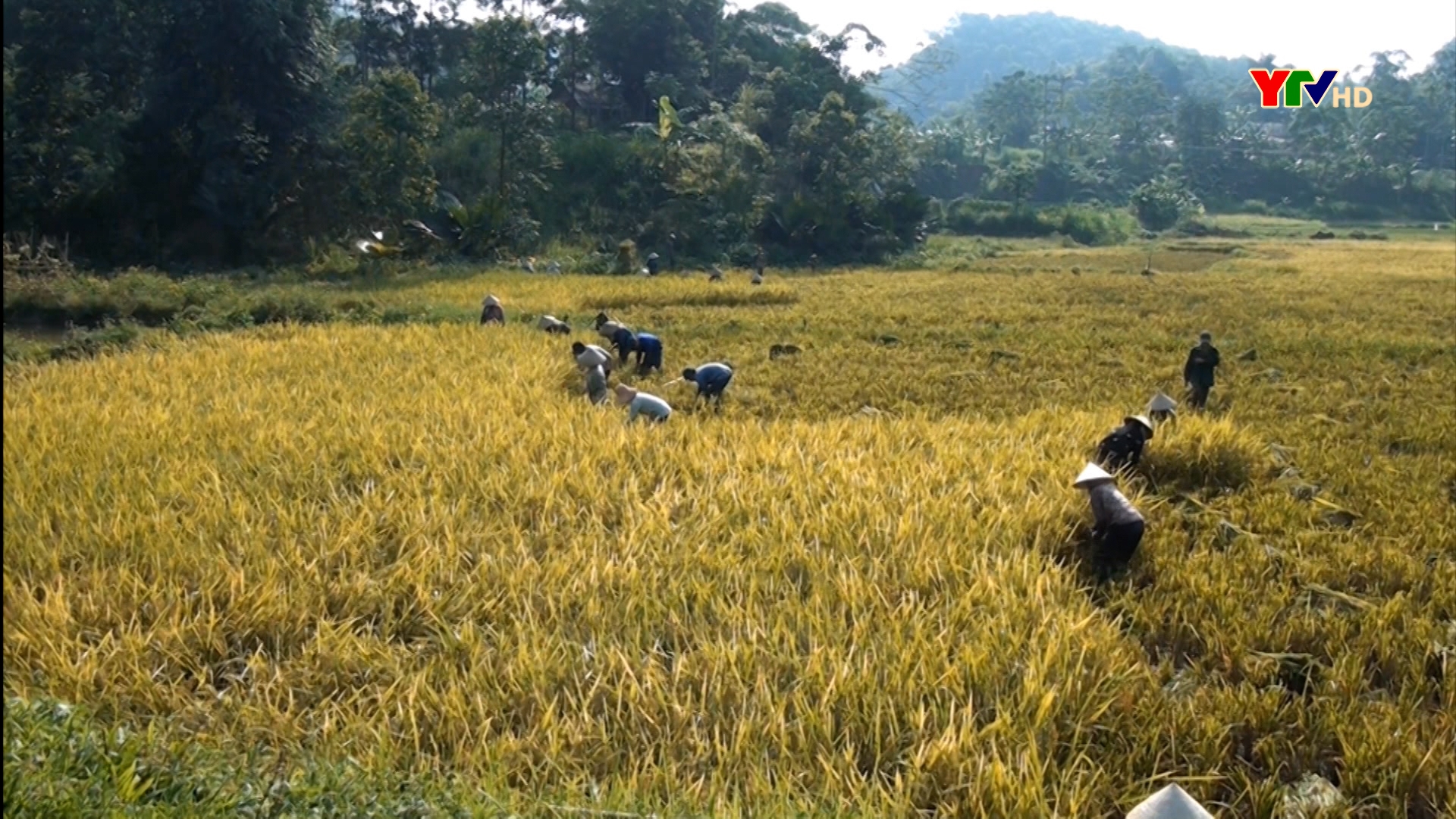 Nông dân huyện Yên Bình đẩy nhanh tiến độ thu hoạch lúa xuân