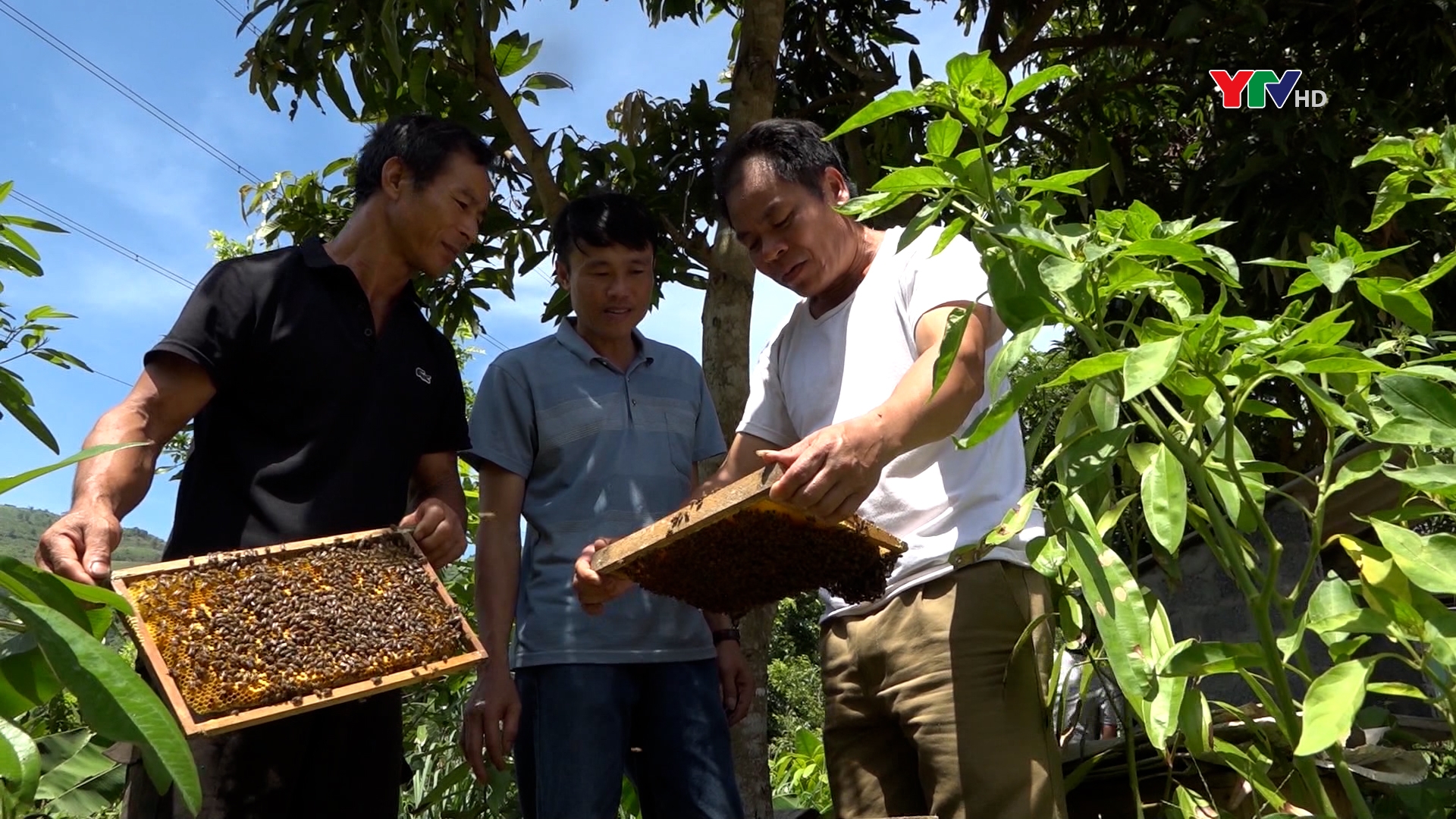 Hiệu quả từ mô hình nuôi ong lấy mật tại thị trấn Sơn Thịnh, huyện Văn Chấn