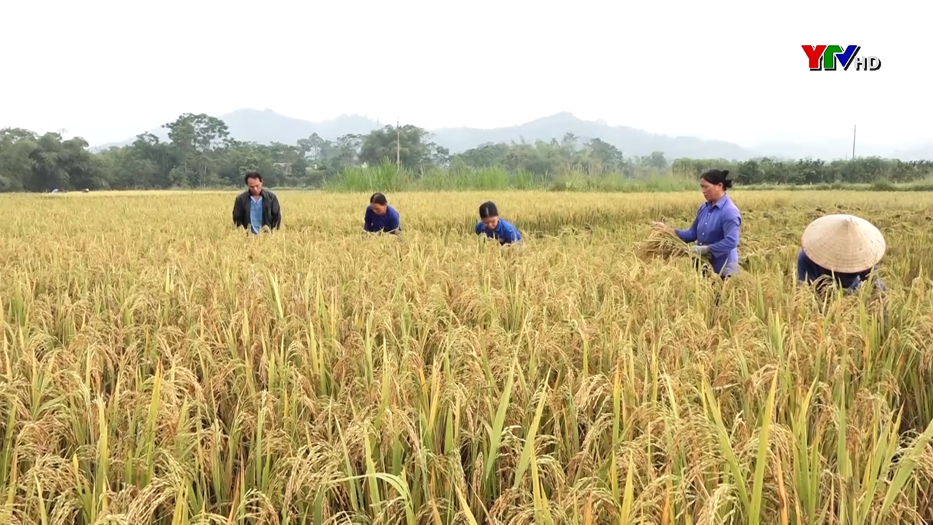 Lục Yên: Sản lượng lương thực có hạt vụ đông xuân đạt gần 21.000 tấn