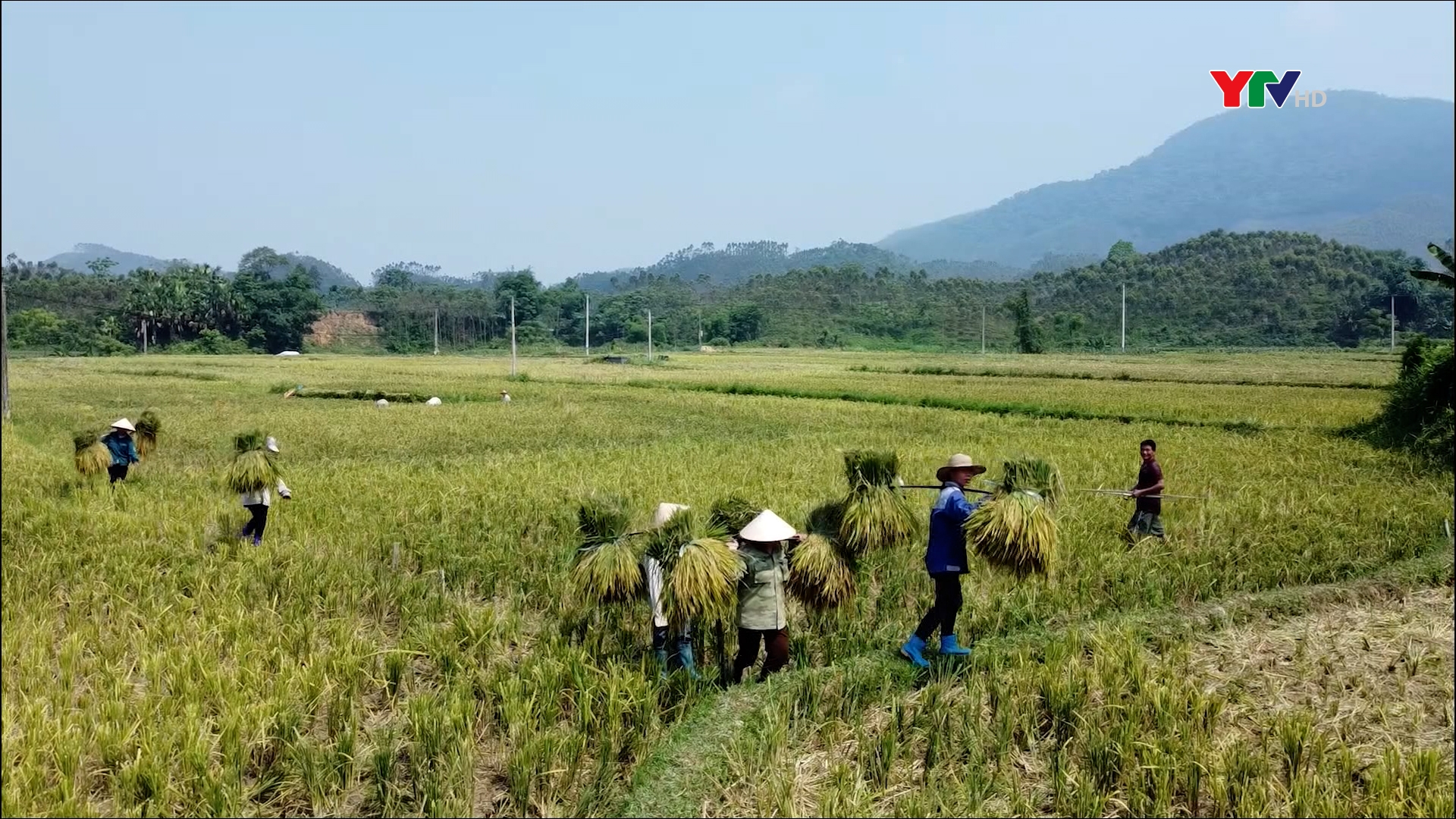 Nông dân Yên Bình khẩn trương thu hoạch lúa Xuân