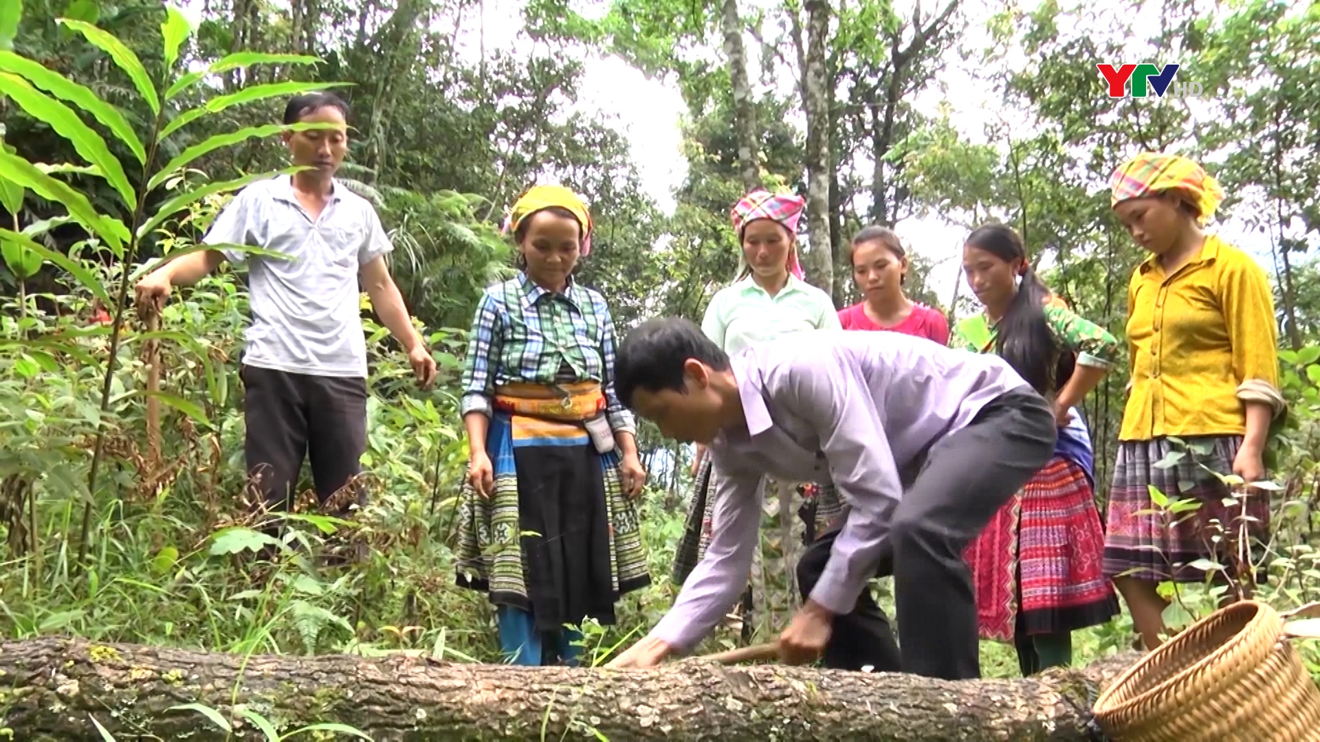 Ban Quản lý Rừng phòng hộ Trạm Tấu phấn đấu trồng mới 250 ha rừng