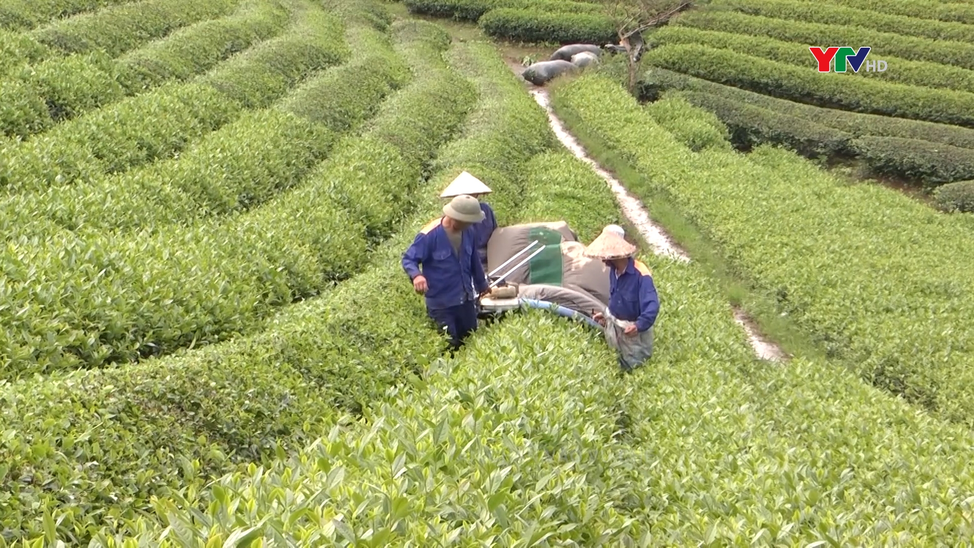 Văn Chấn vào vụ chè