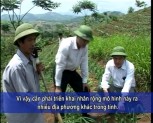 Canh tác bền vững trên đất dốc, hướng xây dựng một nền sản xuất bền vững ở Văn Yên