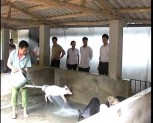 Hiệu quả của việc sử dụng chế phẩm vi sinh trong sản xuất nông nghiệp ở Thành phố Yên Bái