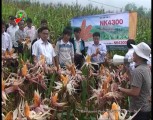 Huyện Trạm Tấu đánh giá mô hình thâm canh giống ngô NK 4300