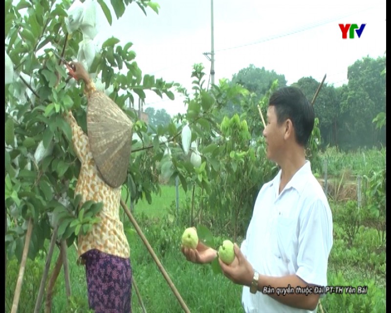 Nông dân huyện Trấn Yên làm giàu trên mảnh đất quê hương