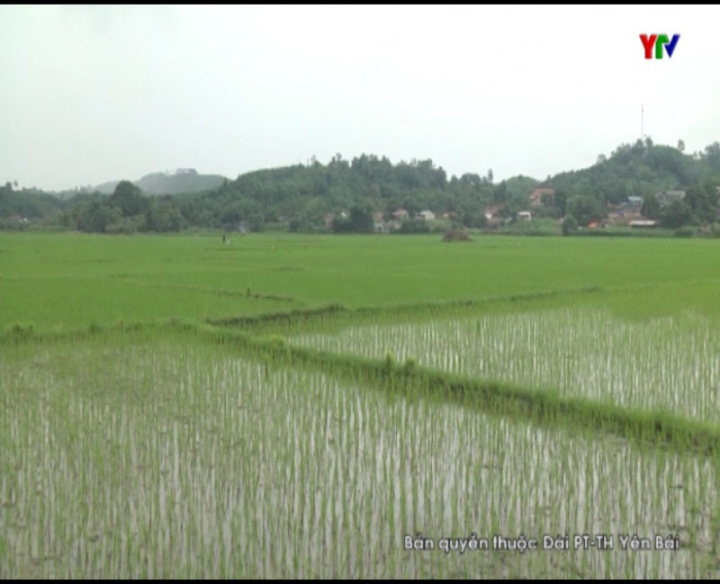 Huyện Văn Yên hoàn thành gieo cấy gần 3000 lúa mùa