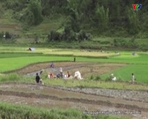 Huyện Mù Cang Chải tập trung thu hoạch lúa xuân