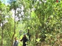 Mù Cang Chải với công tác bảo vệ rừng