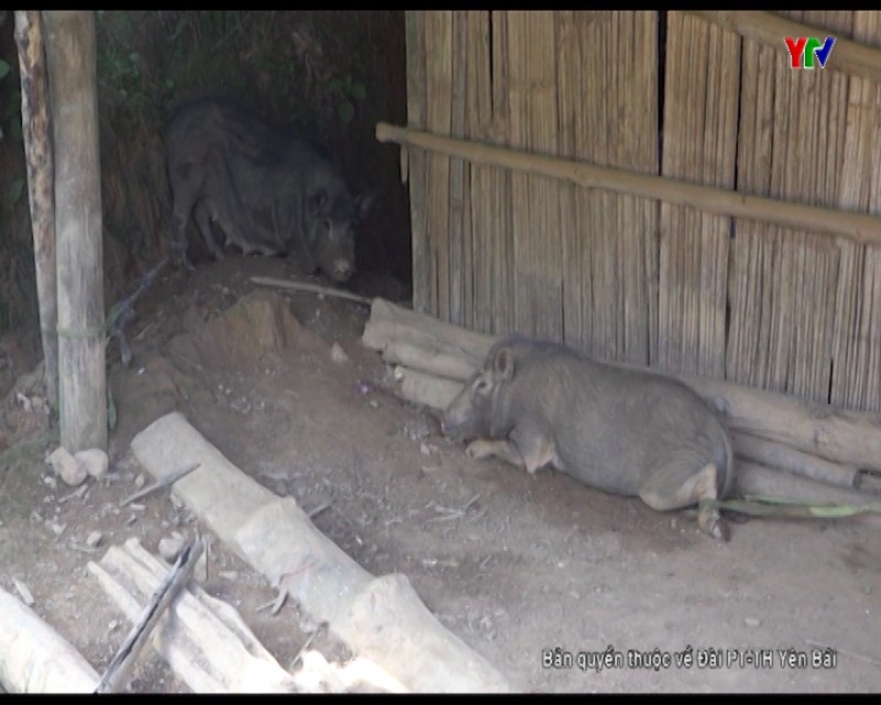 Trạm Tấu tiếp tục phát hiện thêm điểm nghi gia súc bị mắc bệnh lở mồm long móng tại xã Pá Hu.