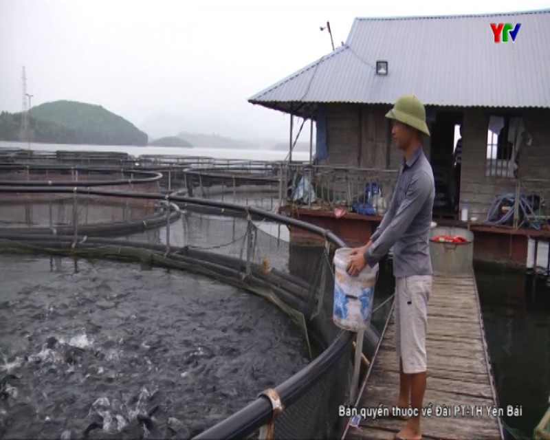 Hướng phát triển thủy sản trong tái cơ cấu ngành nông nghiệp tỉnh Yên Bái