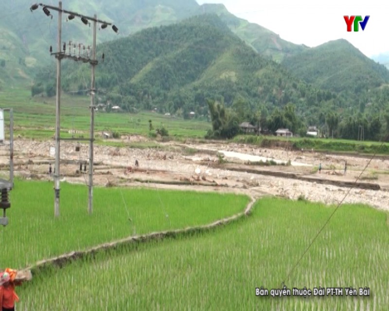 Nhiều diện tích lúa nếp Tú Lệ bị thiệt hại do mưa lũ