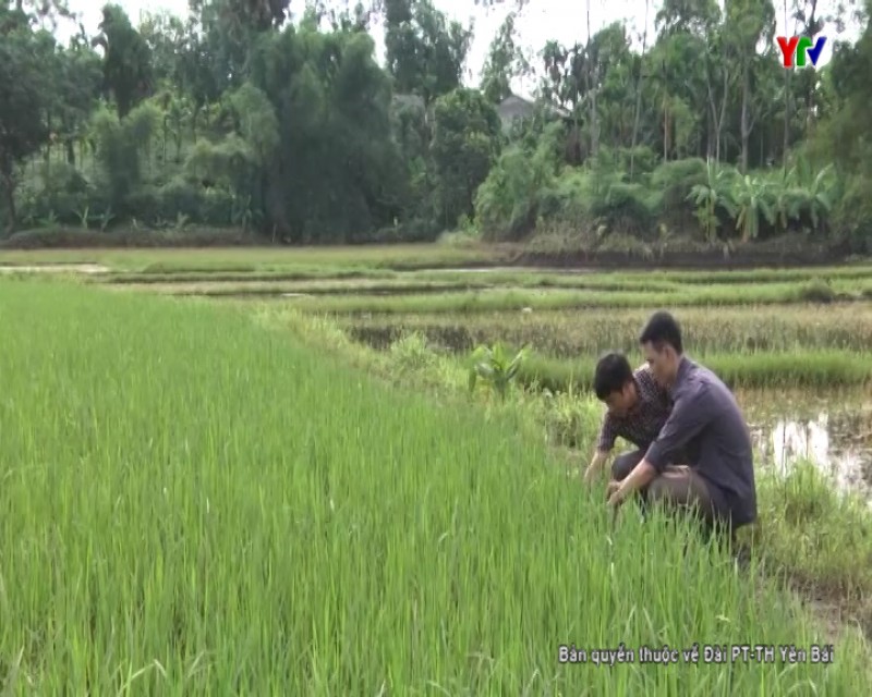 Biện pháp khắc phục thiệt hại do mưa lũ gây ra đối với sản xuất nông nghiệp