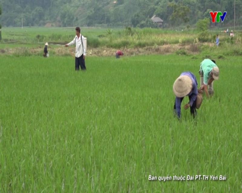 Nông dân Văn Chấn tập trung chăm sóc lúa mùa sớm
