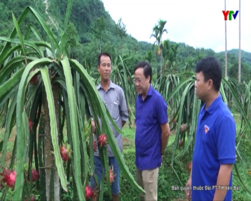 Thanh niên dân tộc Tày với niềm đam mê trồng thanh long