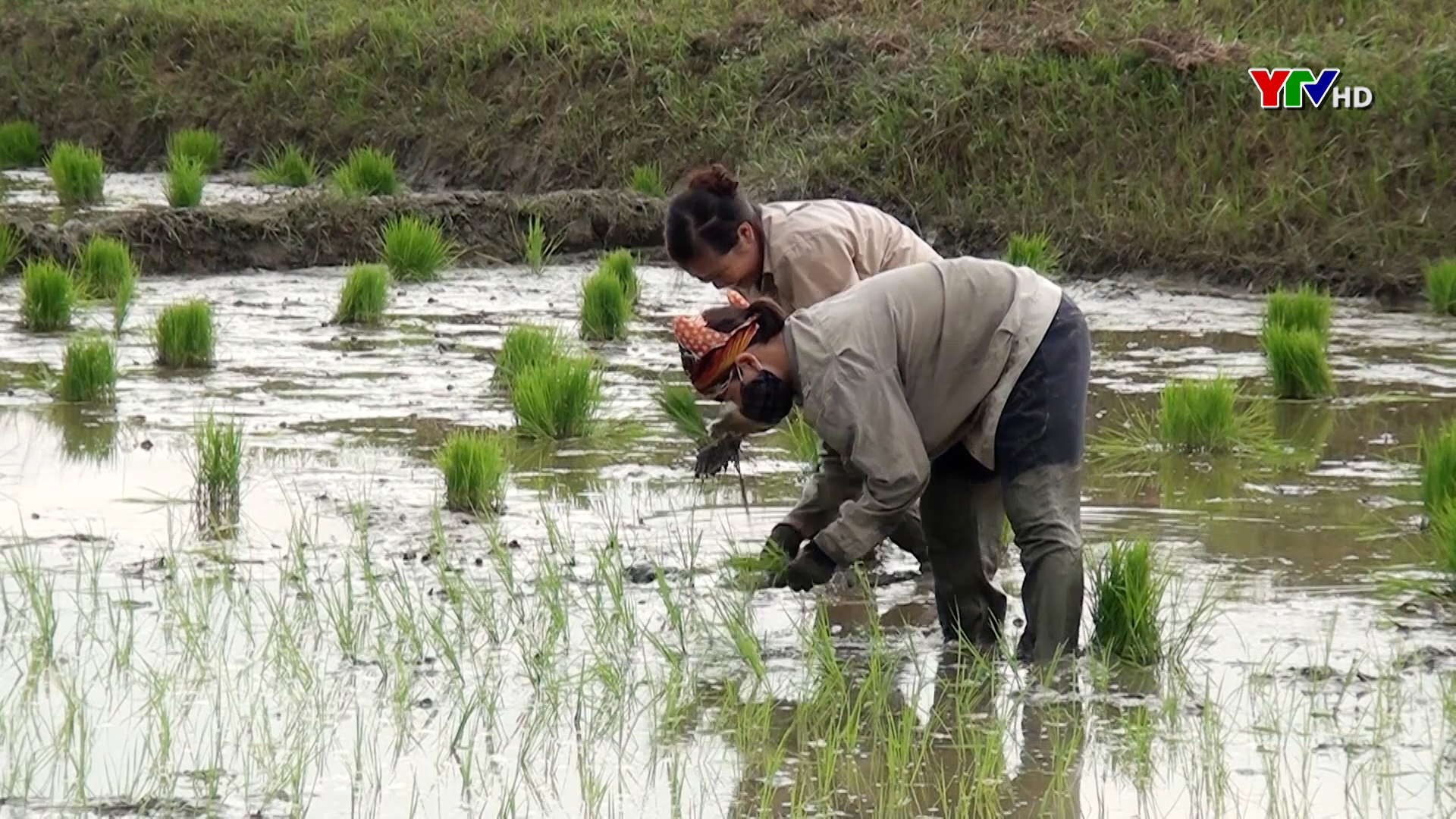 Huyện Văn Yên hoàn thành gieo cấy 1.500 ha lúa mùa sớm