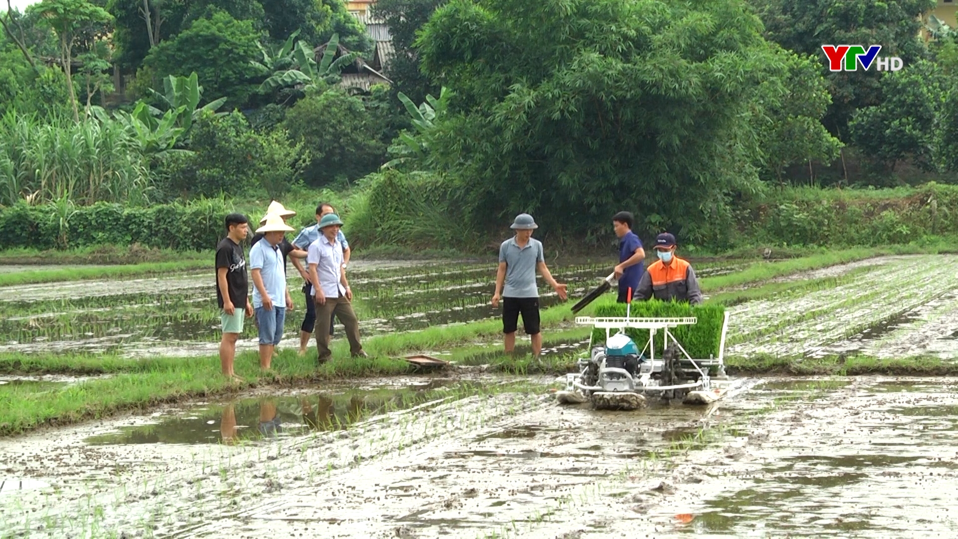 Trình diễn đưa cơ giới hoá vào sản xuất giống lúa lai LC 212 tại xã Đông Cuông, huyện Văn Yên