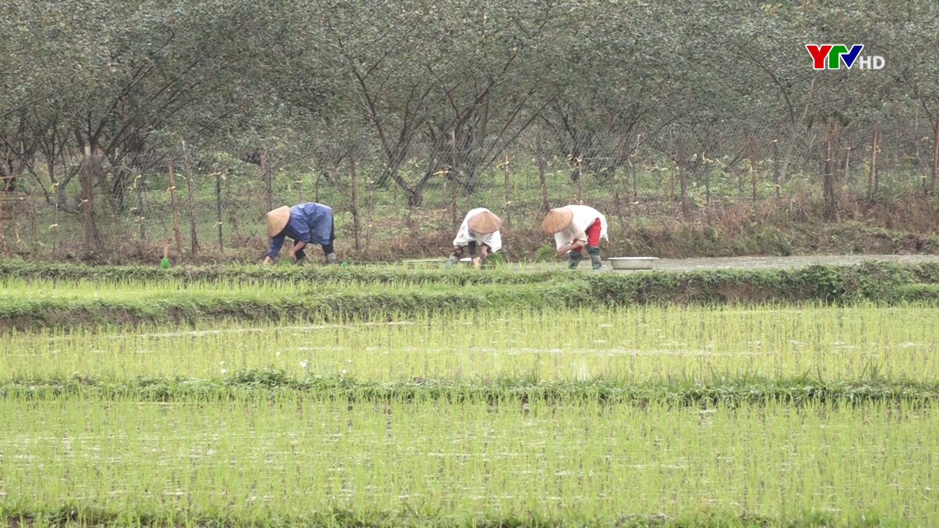 Lục Yên hoàn thành gieo cấy 3.600 ha lúa mùa