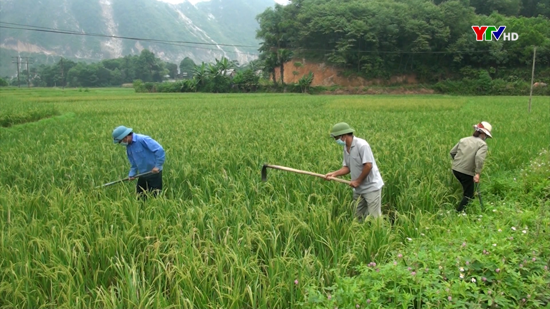 Lúa tái sinh - Hướng đi mới góp phần nâng cao thu nhập cho nông dân Yên Bình