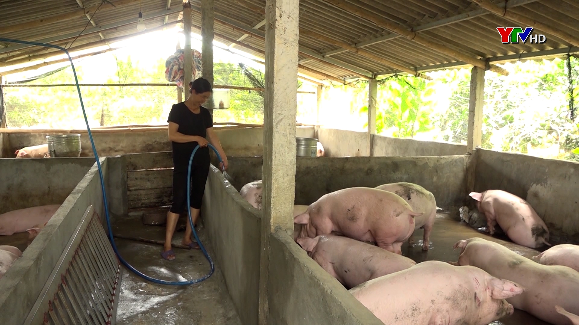 Văn Yên: Hỗ trợ 279 mô hình chăn nuôi đặc sản hữu cơ