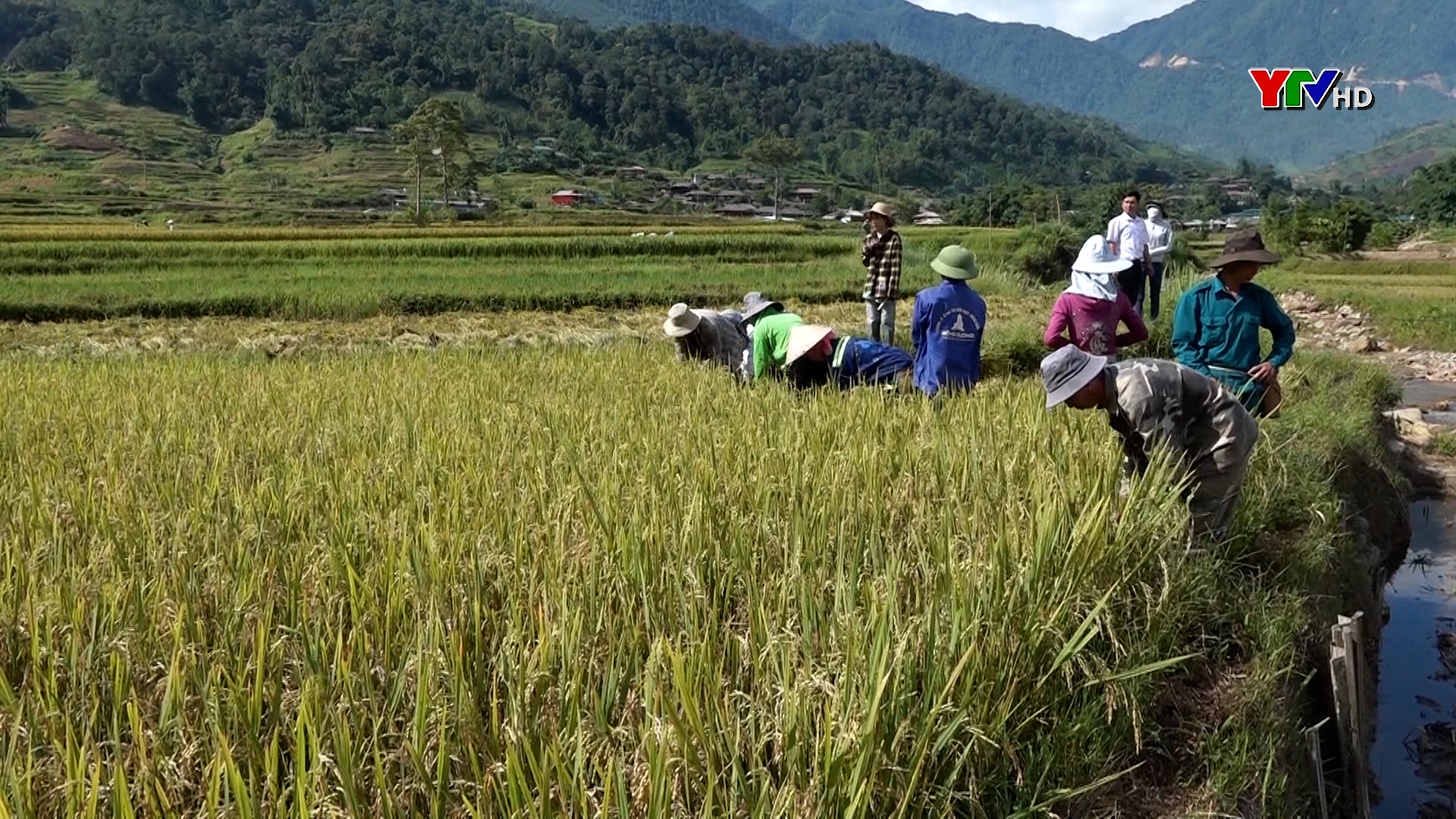 Trạm Tấu được mùa lúa xuân