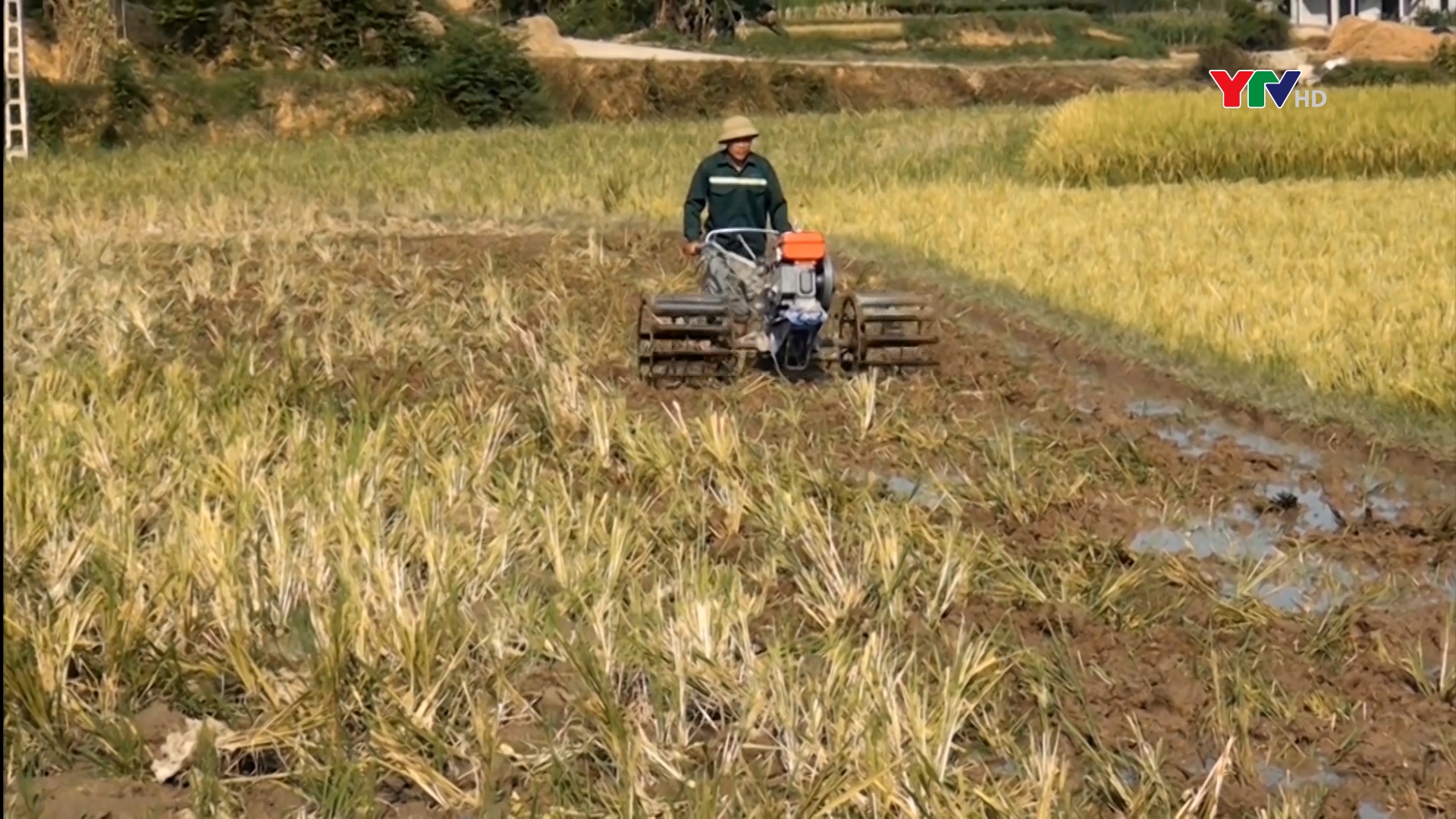 Yên Bình phấn đấu gieo cấy trên 2.200 ha lúa mùa