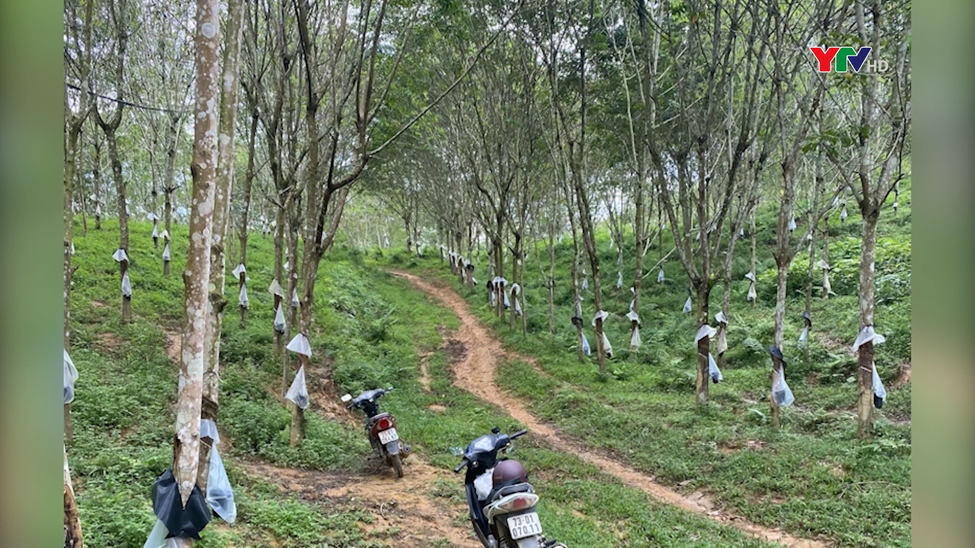 Yên Bái: Trên 600 ha cao su chuẩn bị cho thu hoạch
