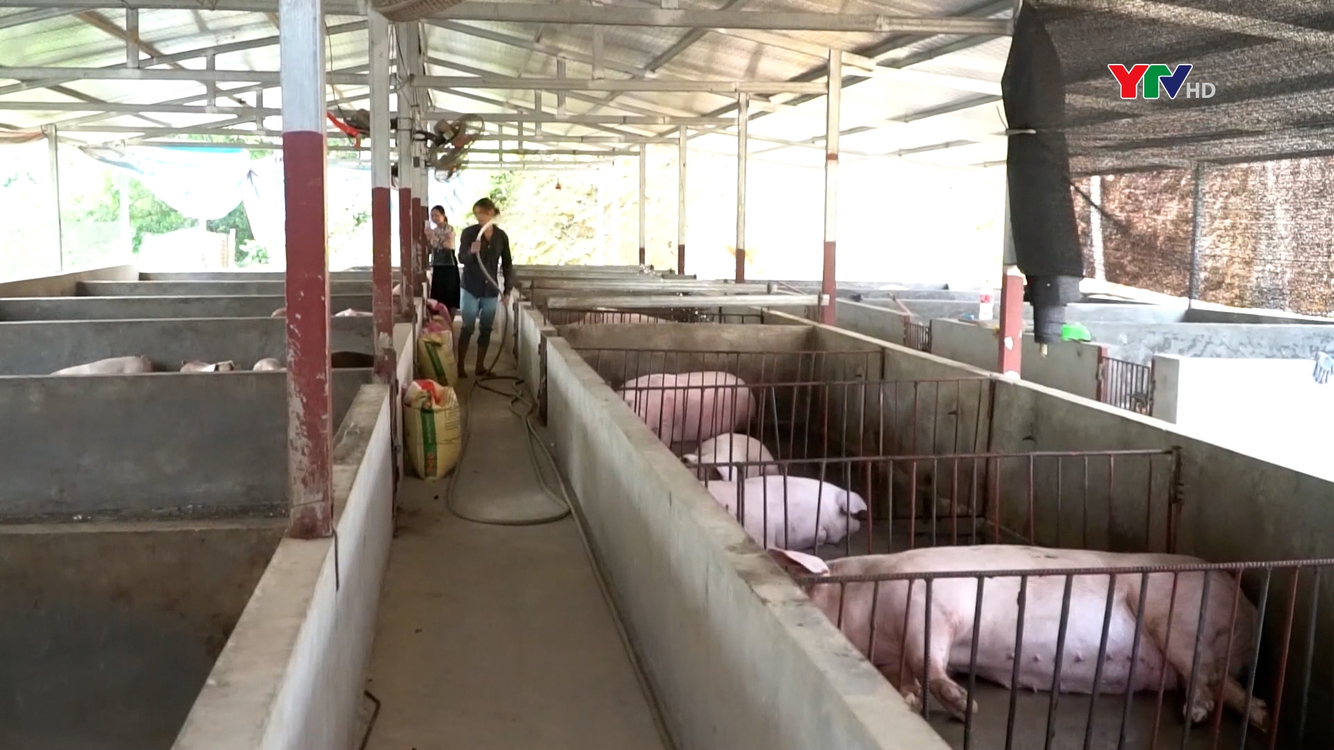Người chăn nuôi phấn khởi khi giá thịt lợn hơi tăng