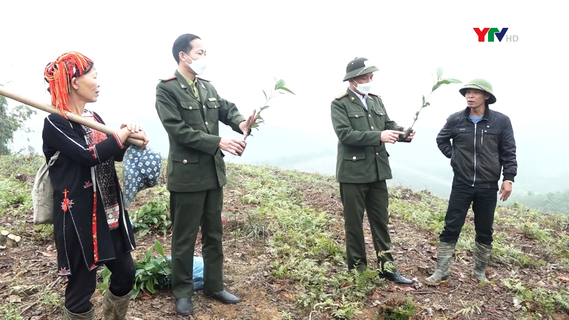 Lục Yên trồng mới hơn 2.000 ha rừng