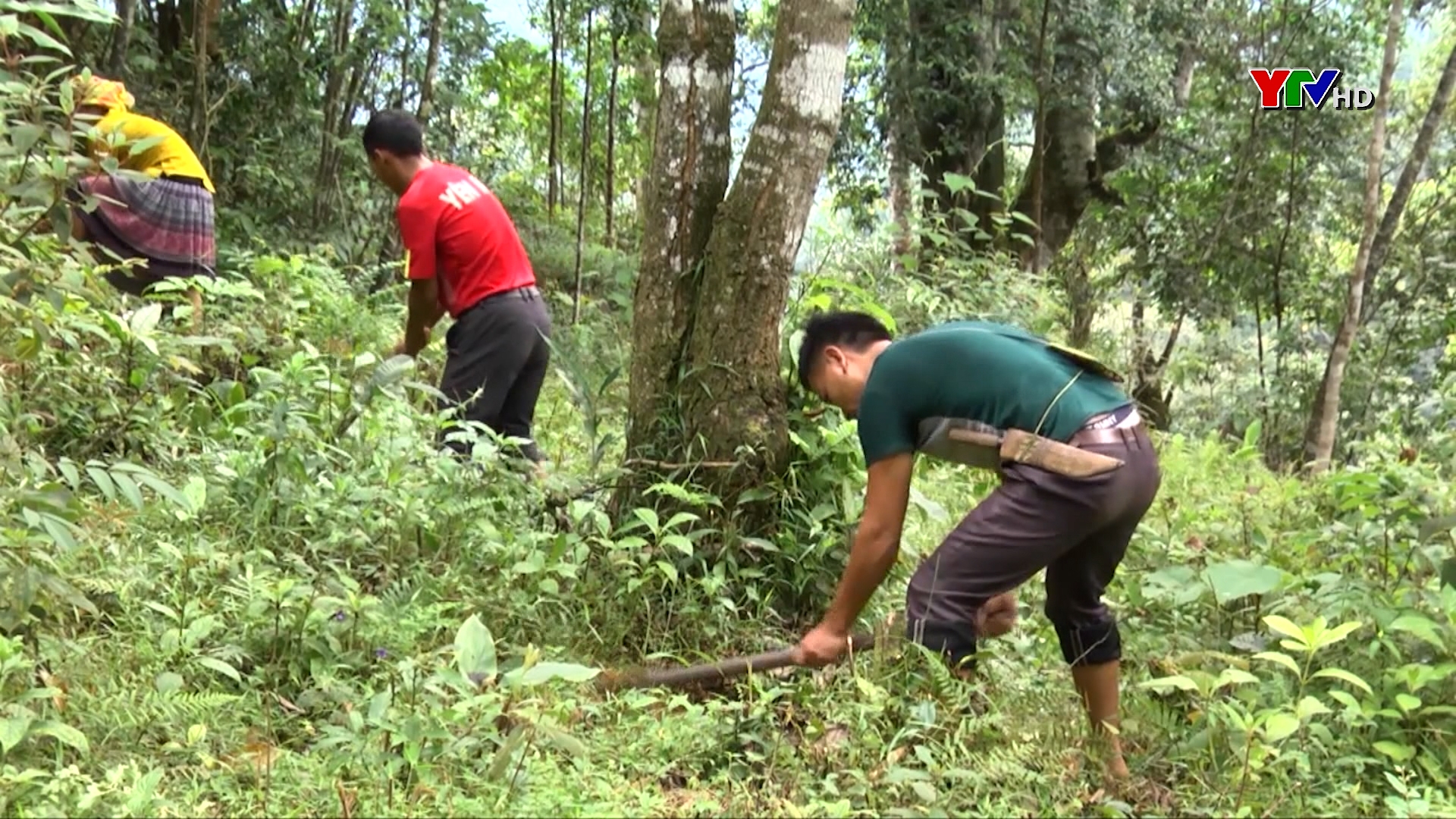 Trạm Tấu phấn đấu trồng mới 320 ha rừng phòng hộ