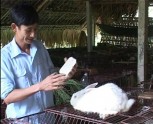 Kỹ thuật chăn nuôi thỏ ngoại tại gia đình