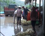 Nông dân huyện Trấn Yên thu hoạch được trên 6 nghìn tấn măng Bát Độ