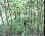 Xã Việt Cường huyện Trấn Yên đẩy mạnh phát triển kinh tế đồi rừng