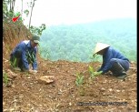Huyện Trấn Yên hoàn thành vượt mức gần 15% KH trồng rừng