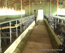 Hiệu quả đề án phát triển chăn nuôi tỉnh Yên Bái