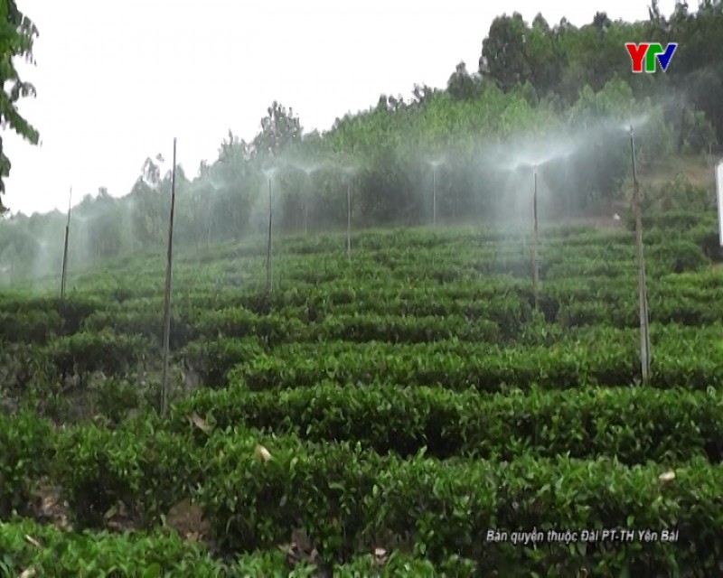Huyện Trấn Yên đánh giá hệ thống tưới phun mưa cố định trên cây chè