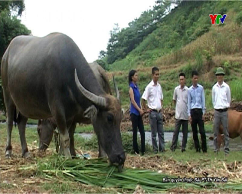 Huyện Văn Yên đẩy mạnh phát triển chăn nuôi hàng hóa