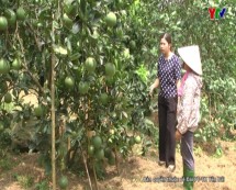 Xã Bạch Hà huyện Yên Bình mở rộng diện tích cây ăn quả